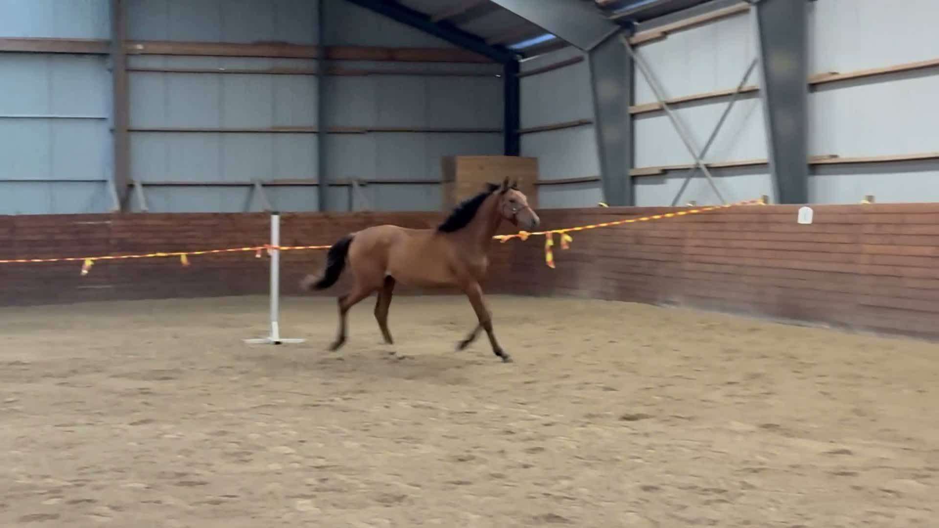 Dressyr hästar till salu: Ettåring som gärna får bo kvar hos oss nåt år till - Video 1