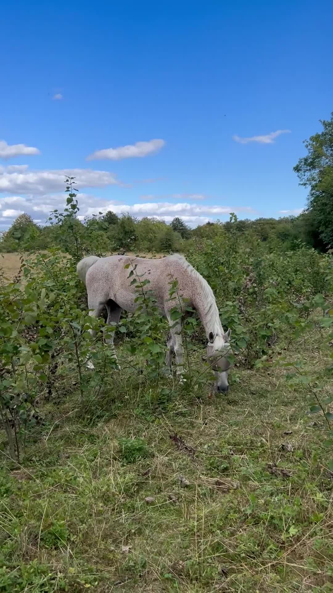  medryttarhäst finnes: Söker fodervärd - Video 4