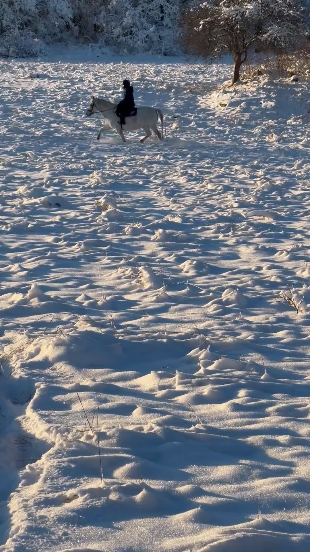 Hoppning hästar till salu: Vackraste ponnyn - Video 3