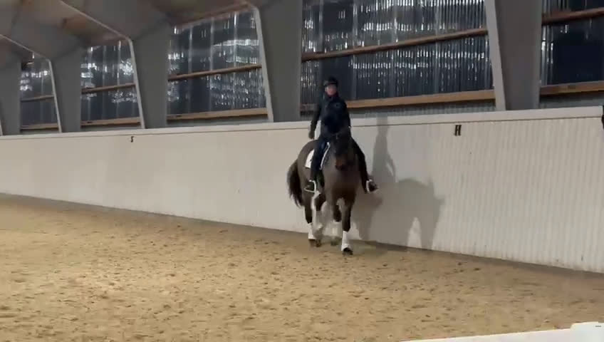 Dressyr hästar till salu: Sto med massor av kapacitet - Video 2