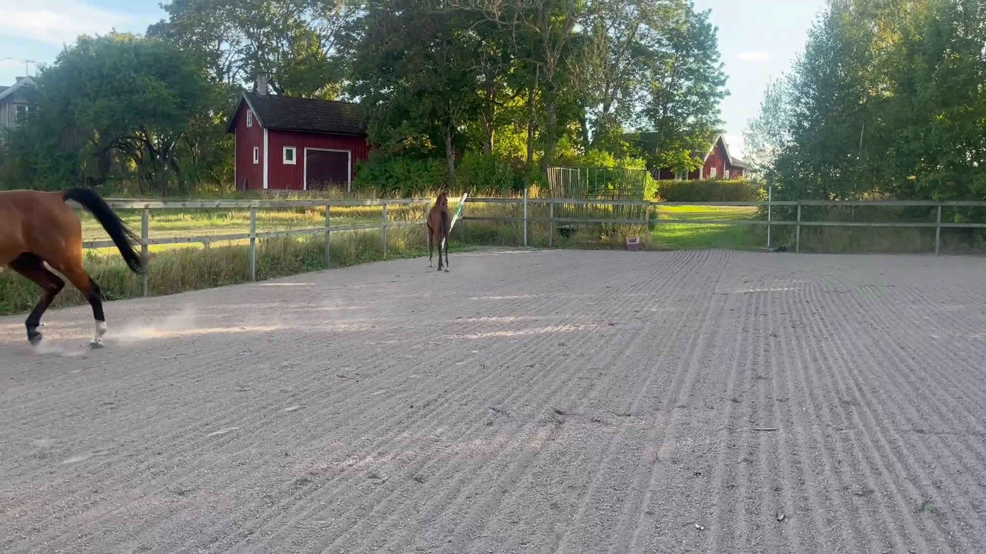 Hoppning hästar till salu: Prissänkt! Trevligt stoföl i Väring - Video 2