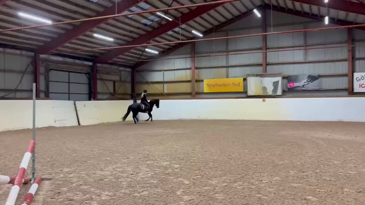 Allround hästar till salu: Läromästare, mor/dotter ponny - Video 4