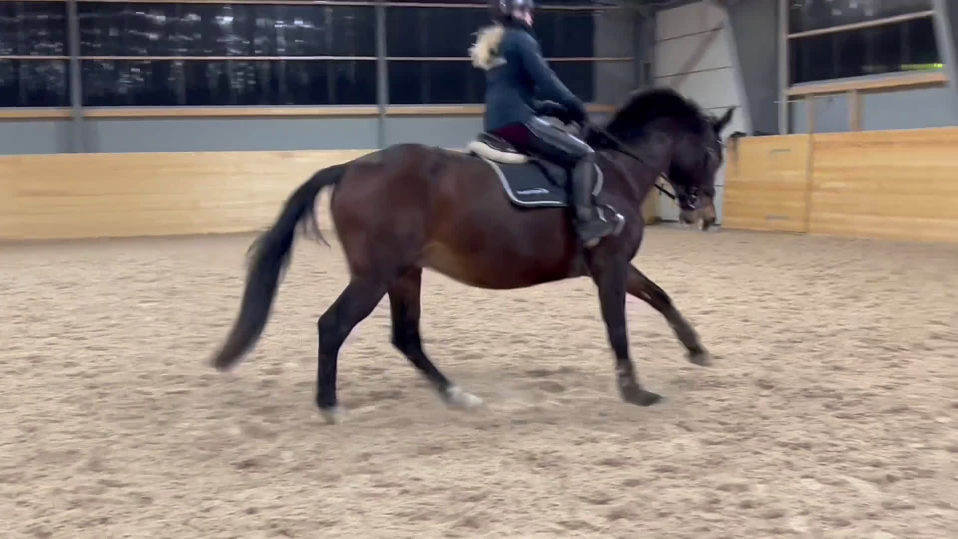 Avelshästar hästar till salu: Powermamma! - Video 2