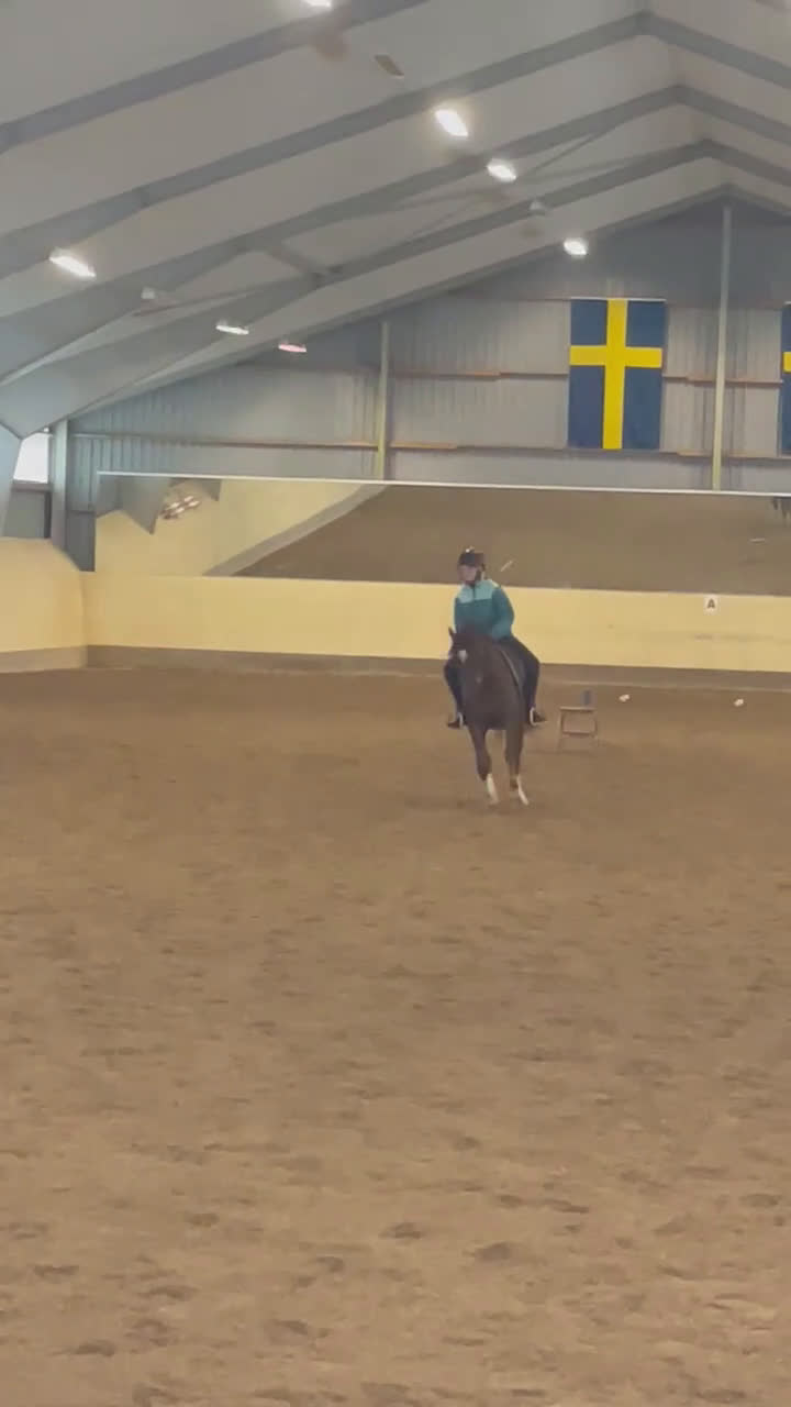 Dressyr hästar till salu: Trygg, bästa kompis i dressyr i Kil - Video 4