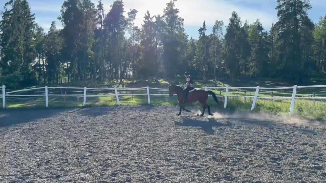 Övrigt hästar till salu: Varmblodig ridtravare  - Video 1