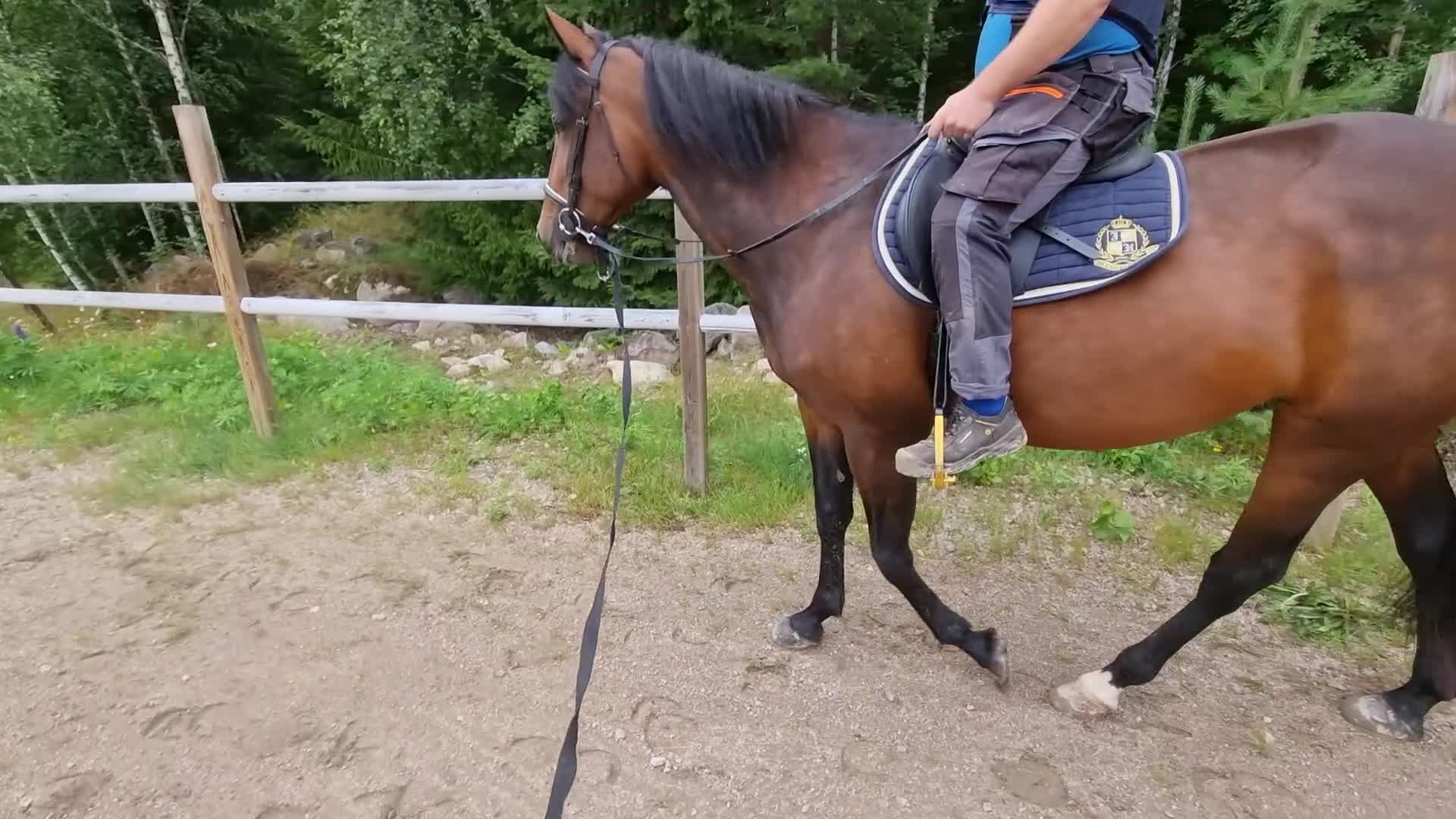 Övrigt hästar till salu: Snällt sto - Video 1