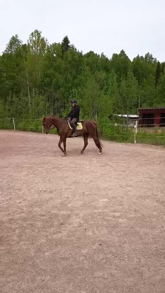 Allround hästar till salu: Trevligt Varmblodsto - Video 1