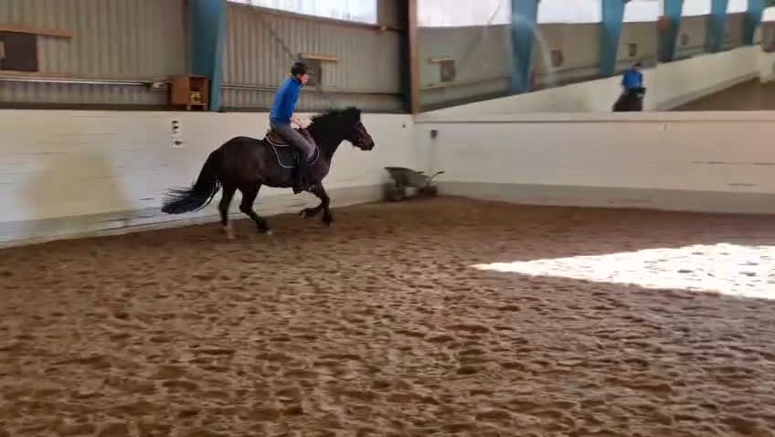 Hoppning hästar till salu: Talangfull sportponny - Video 4