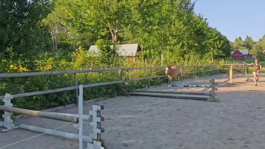 Allround hästar till salu: Trevligt welsh sto i Varnhem - Video 1