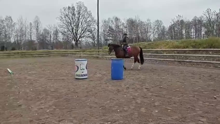 Allround hästar till salu: Vackert KWPN sto i Nybro - Video 4