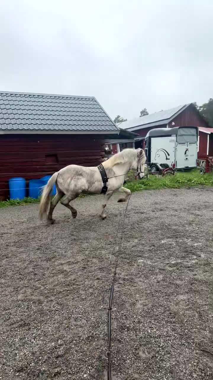 Island hästar till salu: Snygg flott valack toppstam!  - Video 3