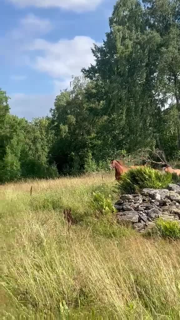 Hoppning hästar till salu: SAMARBETE 2-ÅRIG HOPPHINGST MED STORA KVALITETER! - Video 2