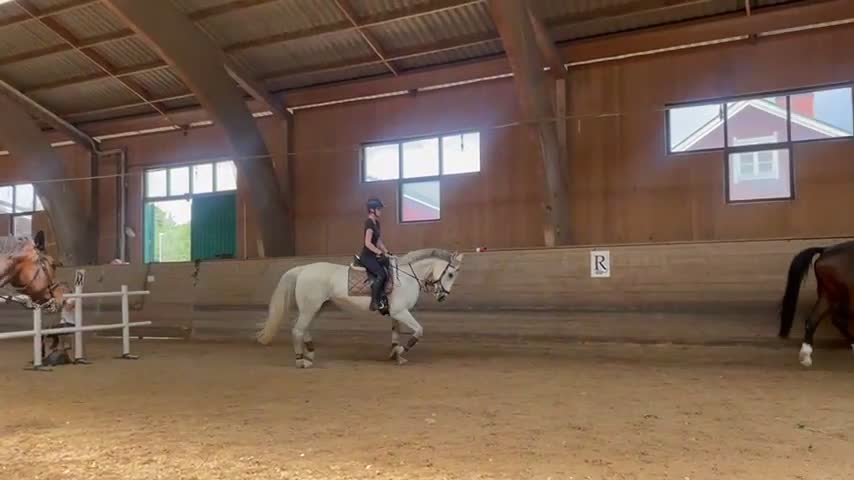  medryttarhäst sökes: Söker medryttarhäst  i Flyinge - Video 4