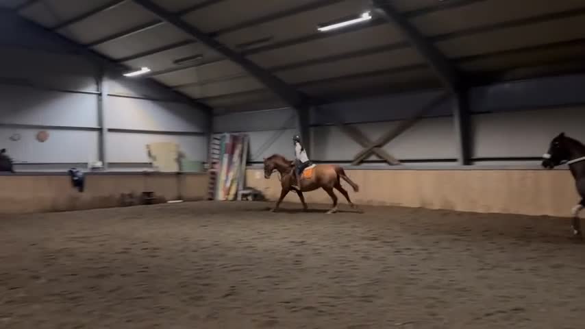 Allround hästar till salu: Söker Heltidsfodervärd till min bästa vän  i Strömstad - Video 1