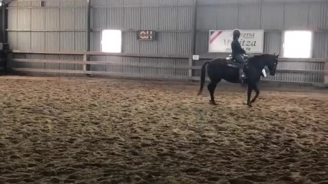 Western hästar till salu: Intressekoll - Quarter - Video 1
