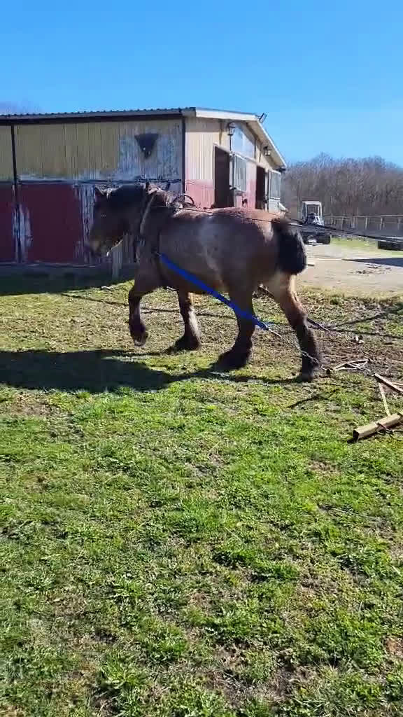 Allround hästar till salu: Ardenner mare i Brösarp - Video 2