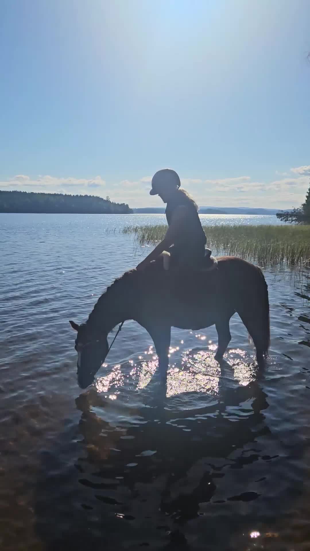 Allround hästar till salu: *RESERVERAD* Rosettplockare och bästa vän🥇 - Video 1
