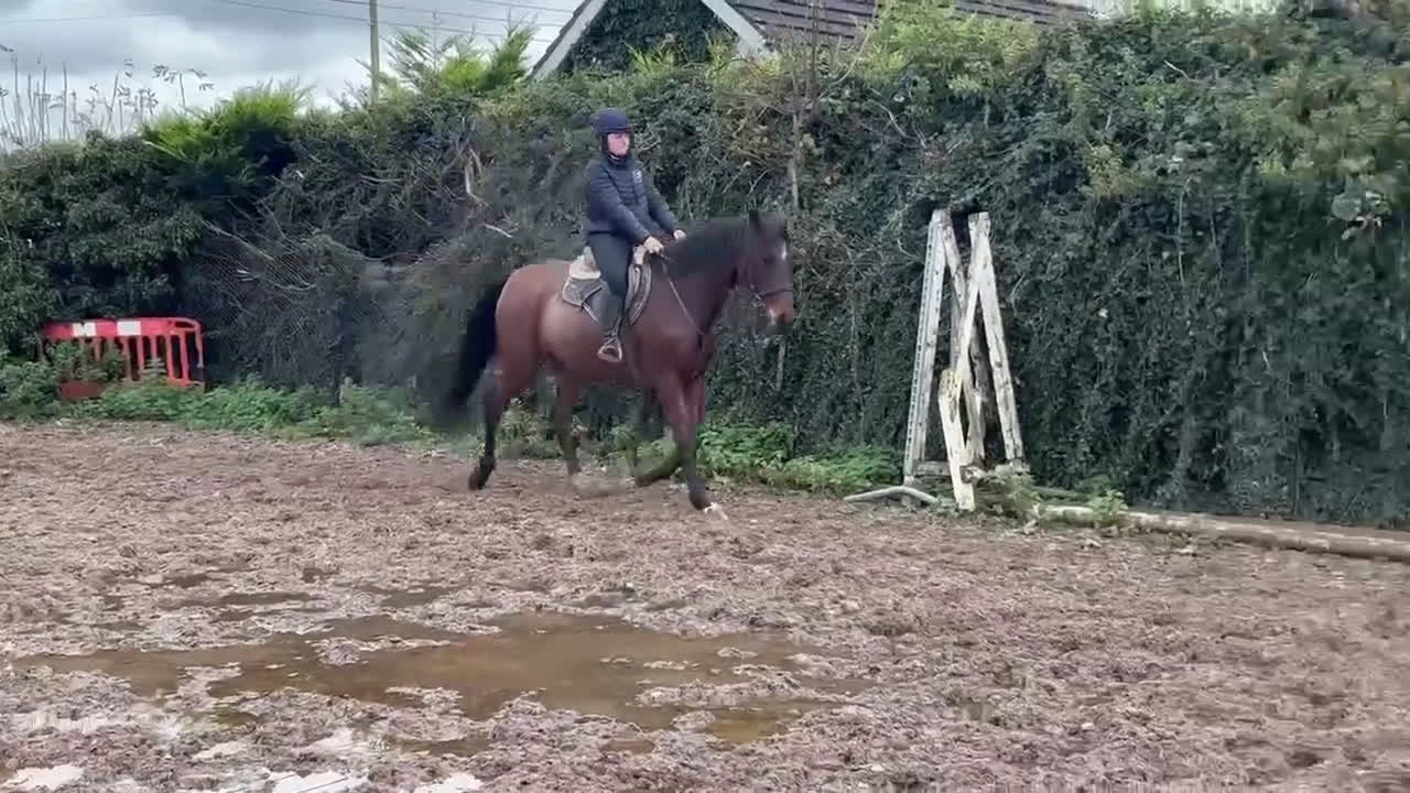 Allround hästar till salu: Supertrevligt och okomplicerat sto!  i Hålta - Video 1
