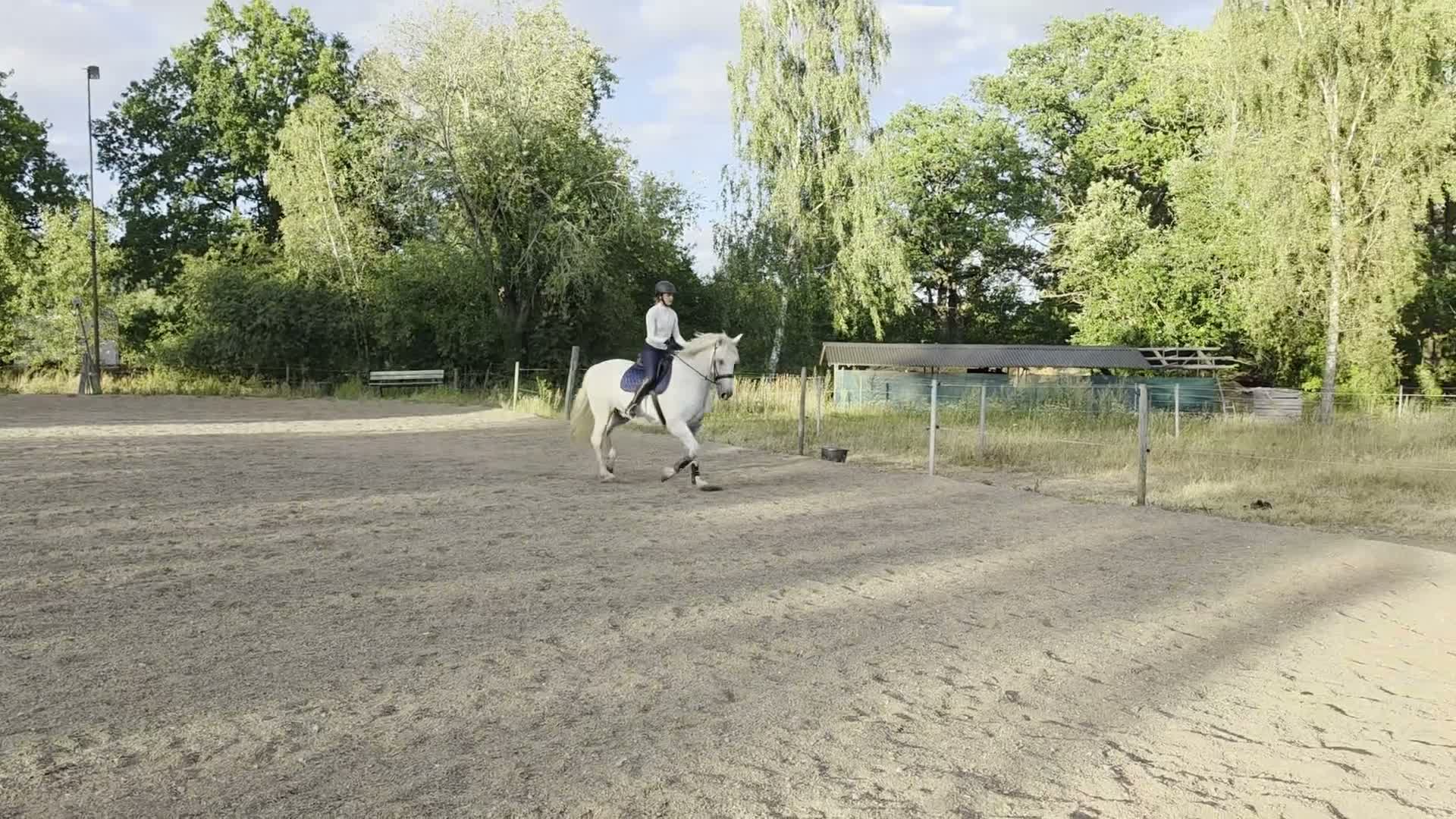 Allround hästar till salu: PRE Valack 10 år i Norrköping - Video 2