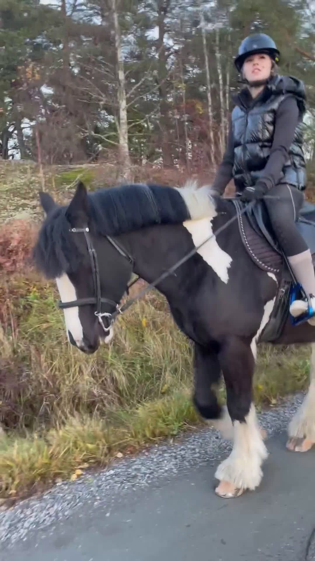 Allround hästar till salu: Teddy söker nytt 🏠 i Hallstavik - Video 1