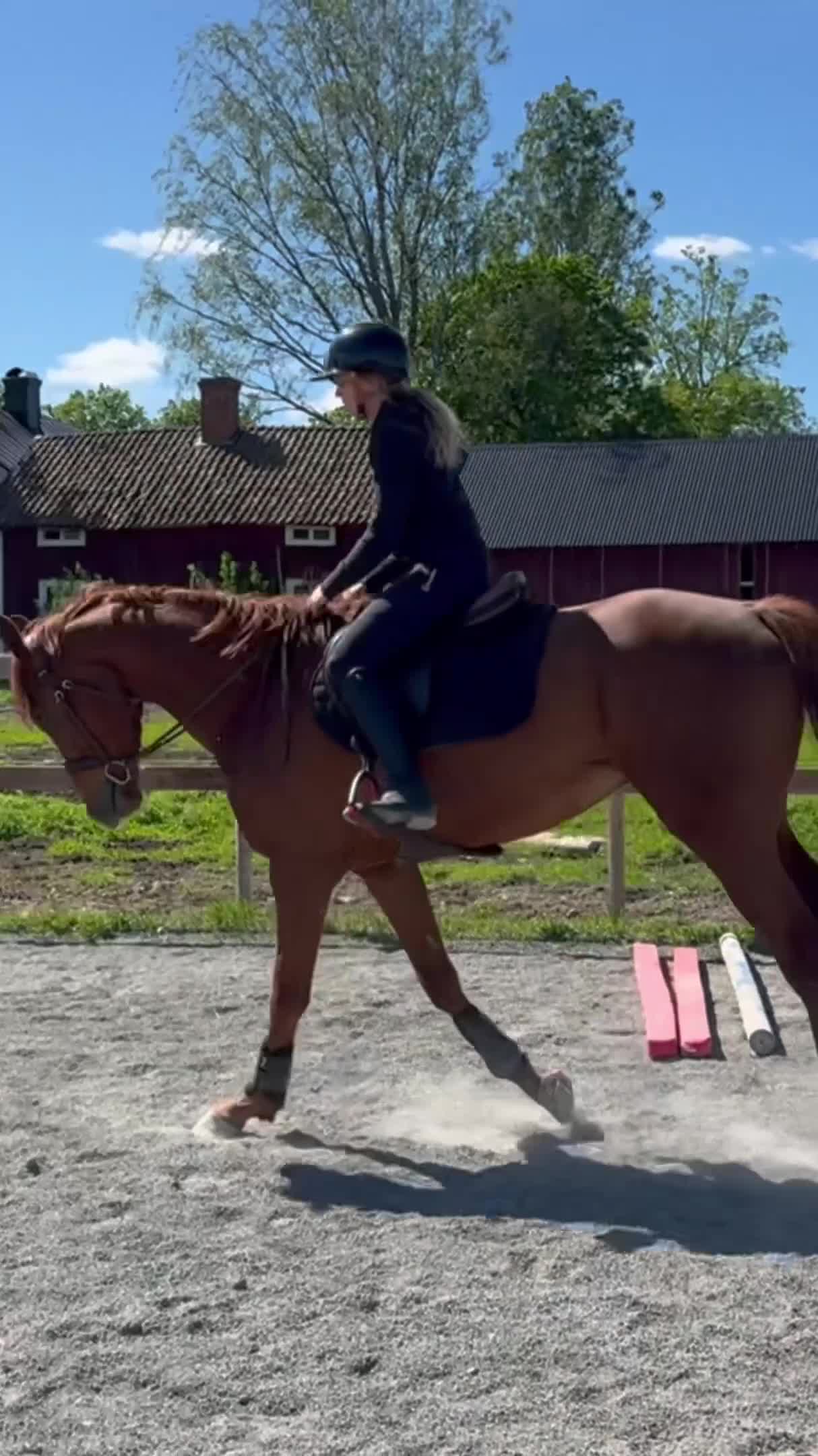 Allround hästar till salu: Pigg, rolig & okomplicerad bästa vän - Video 1