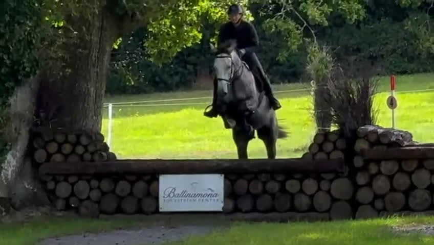 Allround hästar till salu: Alrounder/ Showjumping Horse  i Vrigstad - Video 1