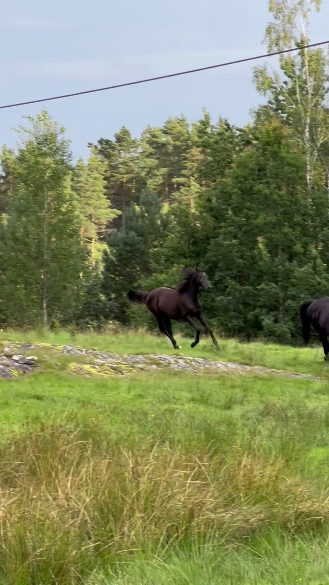 Dressyr hästar till salu: Söt 1-åring i Sätila - Video 1