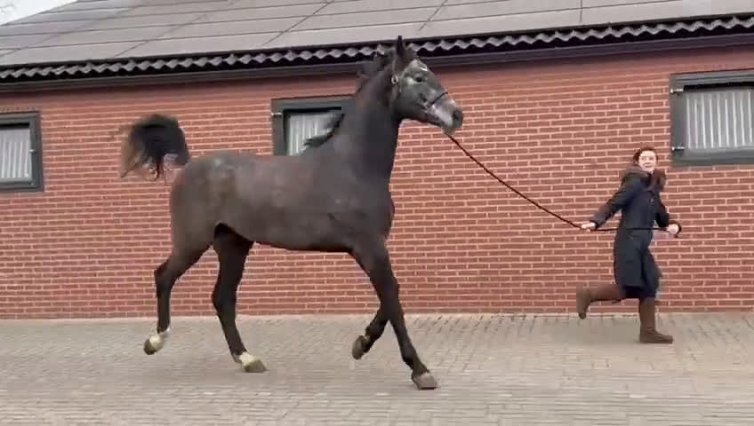 Hoppning hästar till salu: Blickfångare! - Video 1