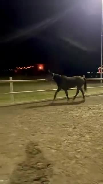 Allround hästar sökes: Söker en ny bästa vän  - Video 1