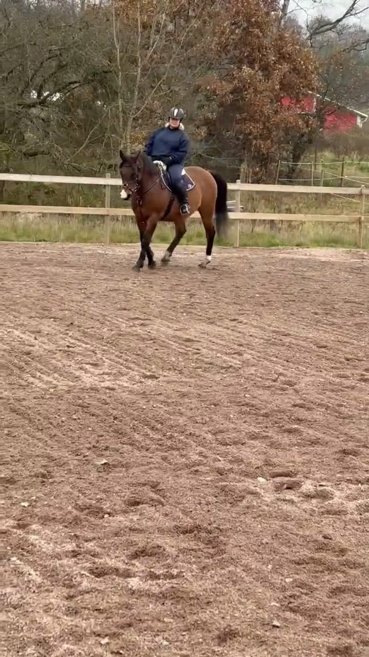 Allround hästar till salu: BIG BEN behöver nytt kärleksfullt hem i Höör - Video 5