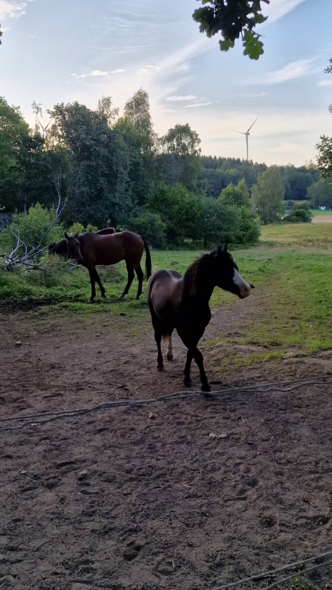 Allround hästar till salu: Welshponny i Varberg - Video 1