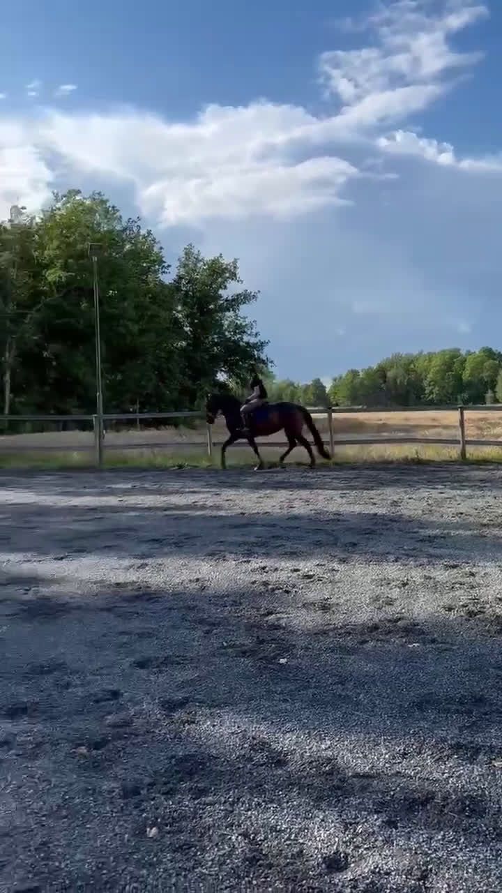 Hoppning hästar till salu: En prinsessa! (NEDSATT PRIS från 140,000:- )) i Strömsholm - Video 5