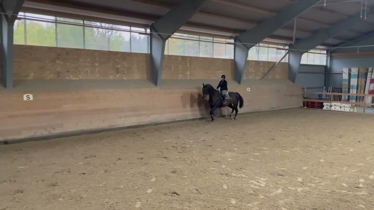 Allround hästar till salu: Trevligt sto - Video 1