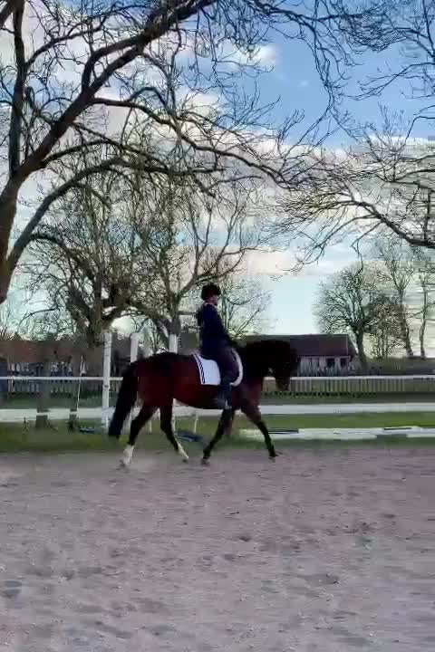 Allround hästar till salu: Svensk ridponny med toppstam - Video 2