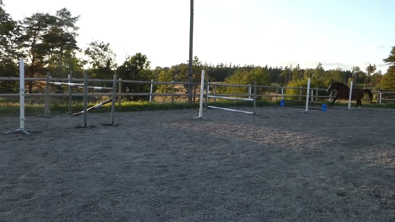 Hoppning hästar till salu: Hjärtat på rätta stället - Video 1