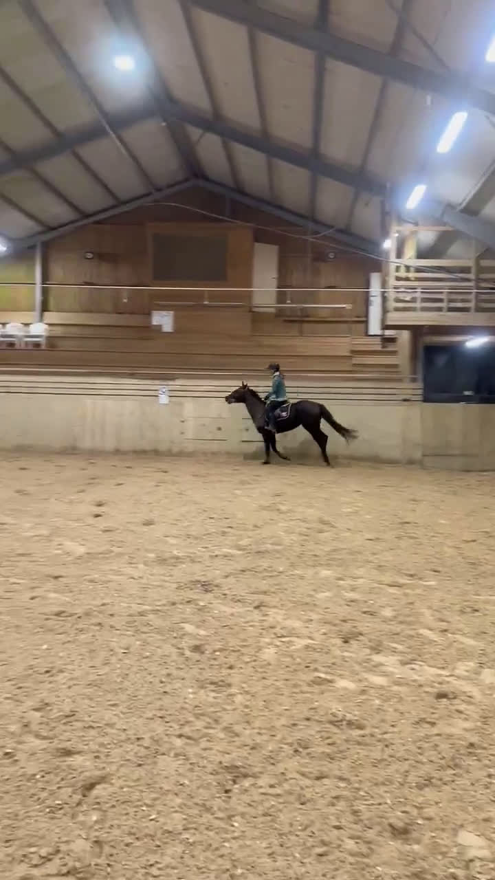 Allround hästar till salu: Bästa vän! - Video 1