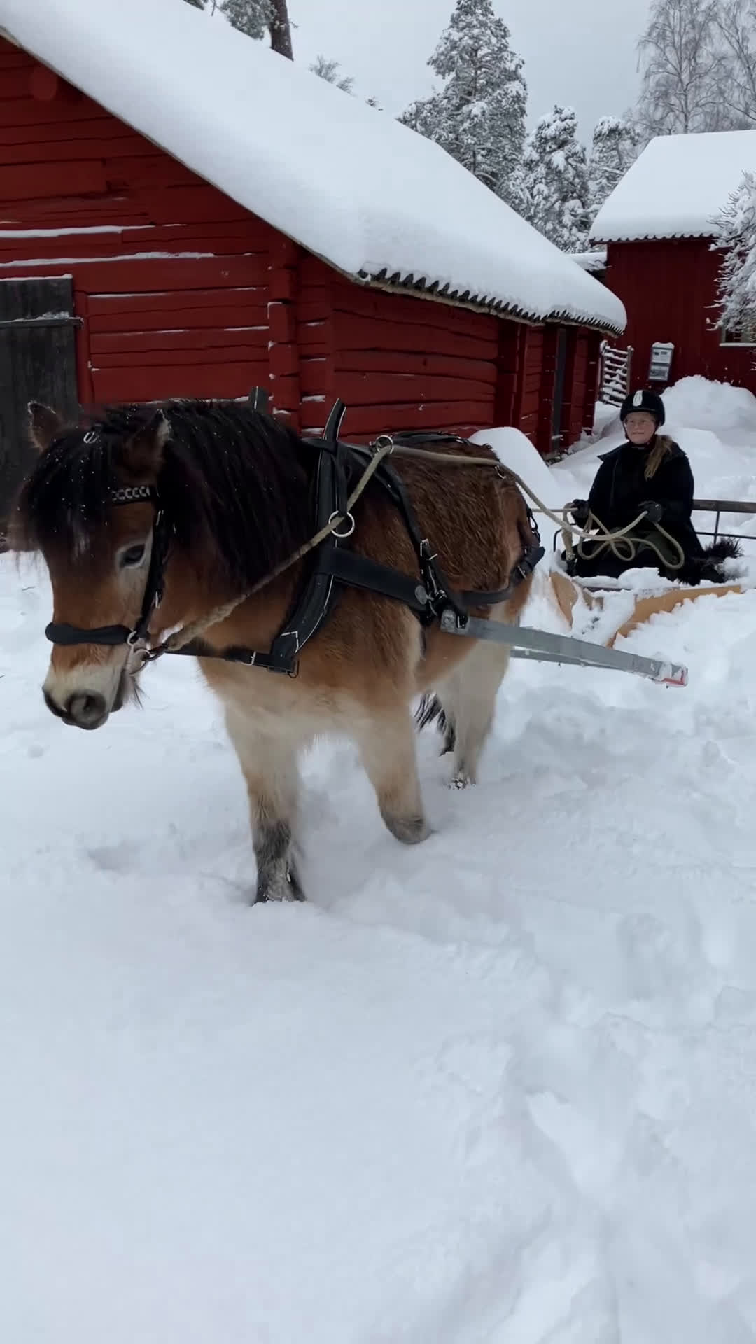 Allround hästar till salu: Allsidig skogsmulle i Södertälje - Video 1