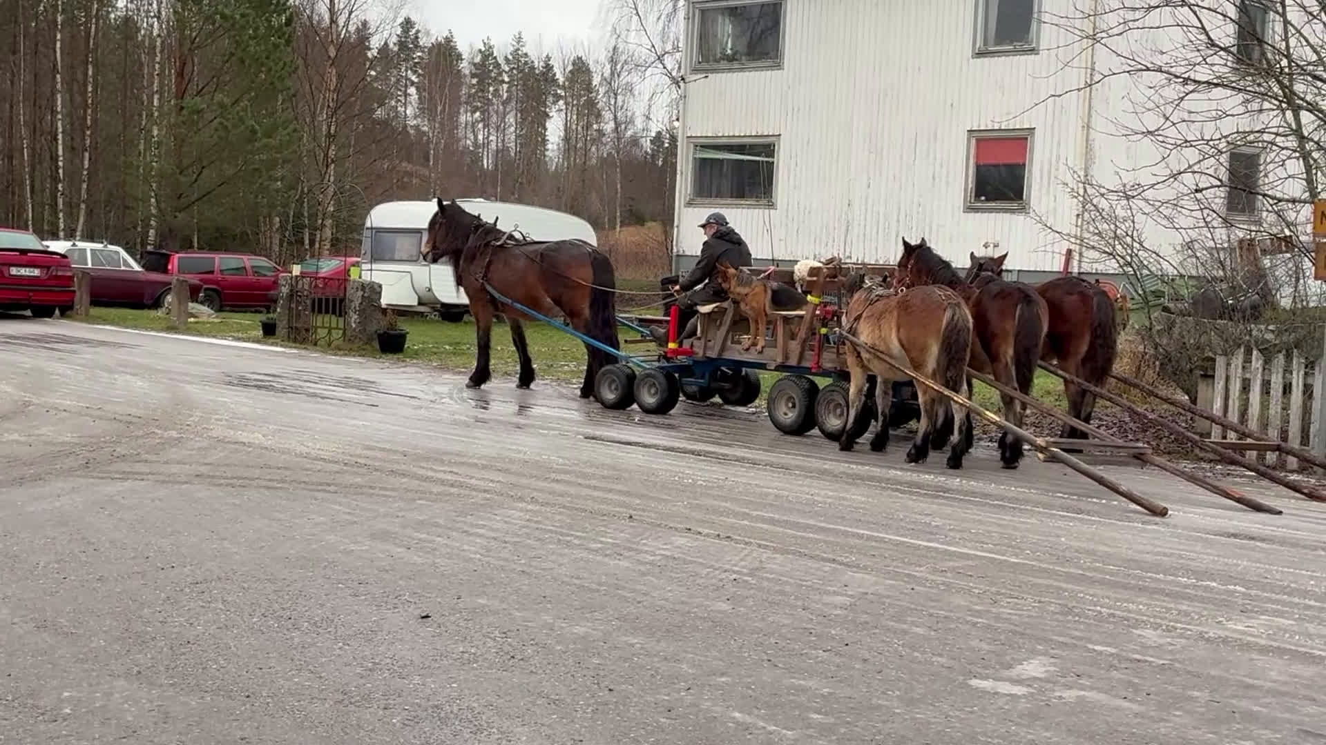 Körning hästar till salu: Välhanterat hingstföl i Alfta - Video 2