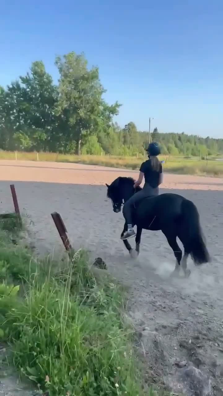 Hoppning hästar till salu: 🐴 Calle Skipper söker sin nästa ryttare 💙 - Video 3