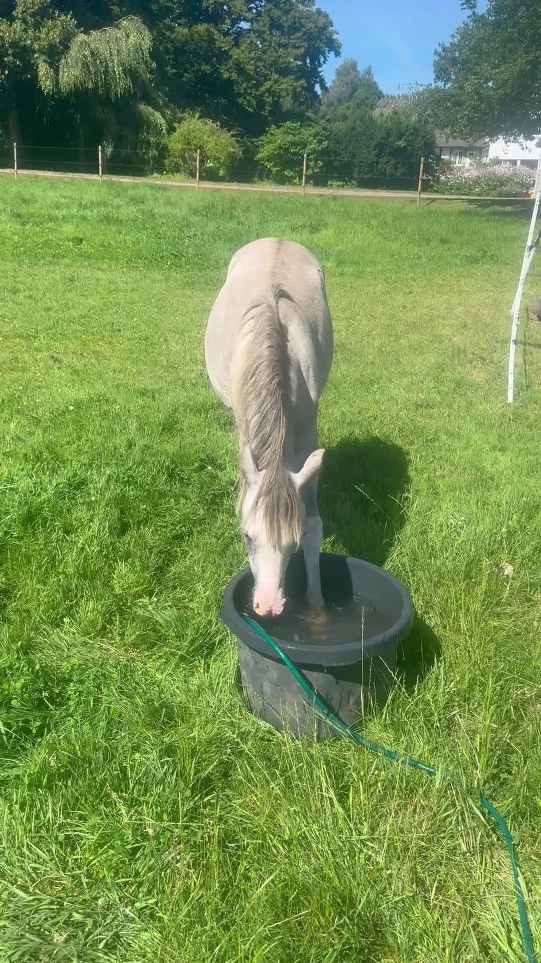 Hoppning hästar till salu: Trevlig b-ponnyvalack med prestationsstam i Hjärnarp - Video 1
