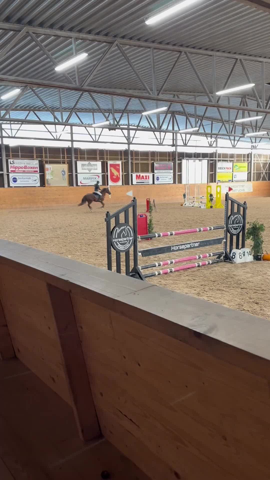 Allround hästar till salu: Stjärnponny söker nytt hem - Video 2