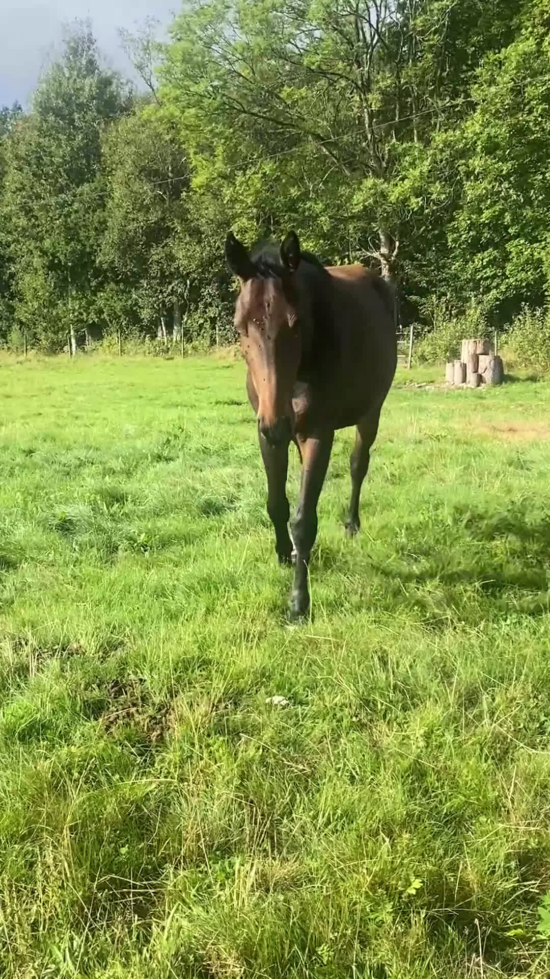 Hoppning hästar till salu: Unghäst för sporten✨ i Broakulla - Video 2