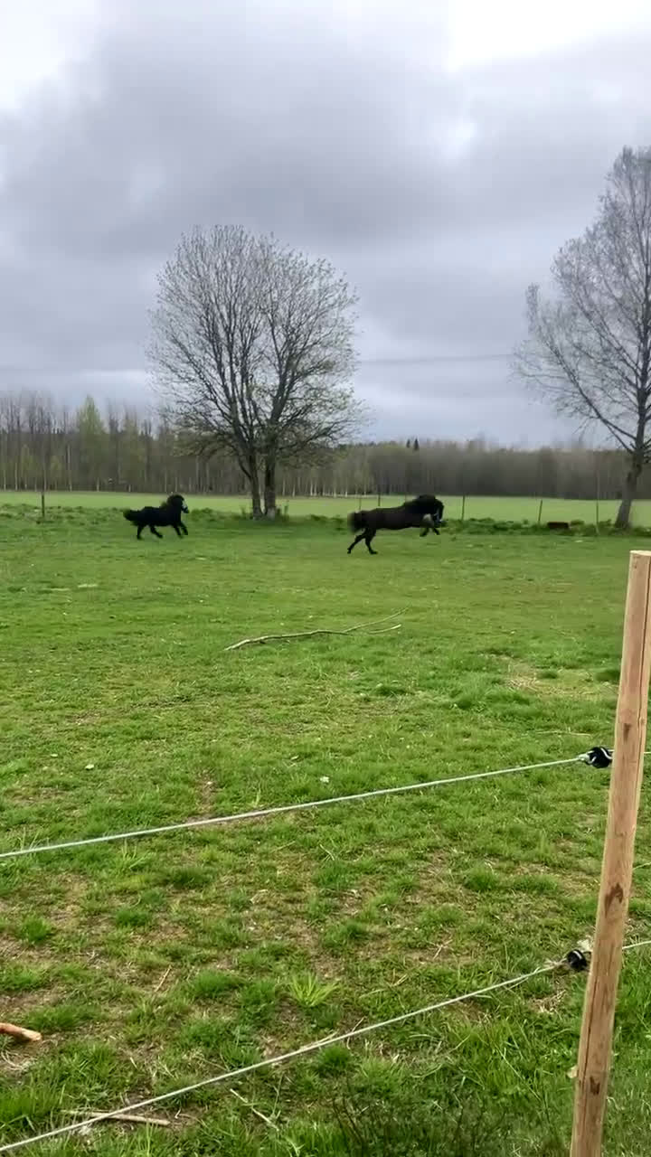 Island hästar till salu: Sto född 2020 i Karlskoga - Video 1