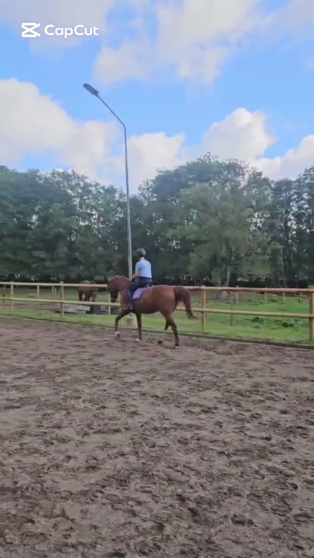 Allround hästar till salu: Fux sto med potential söker sin ryttare.  i Höör - Video 1