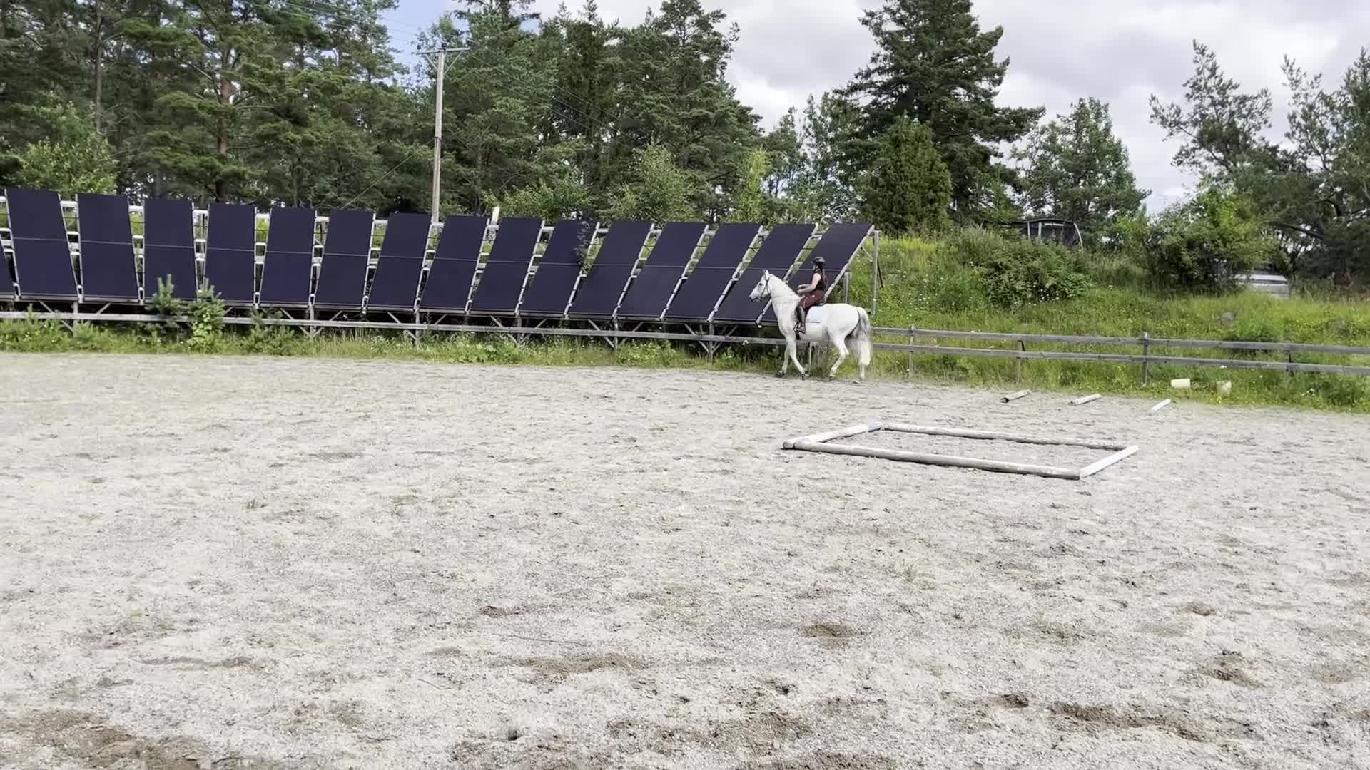 Akademiskt hästar till salu: Välutbildad, lugn och snäll  i Tystberga - Video 1