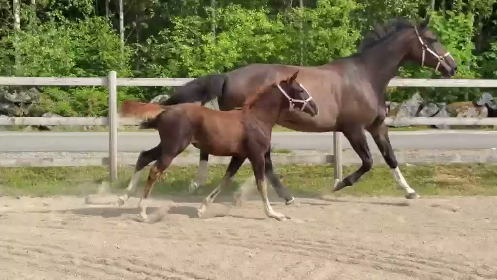 Hoppning hästar till salu: Mkt trevligt stoföl - Video 1