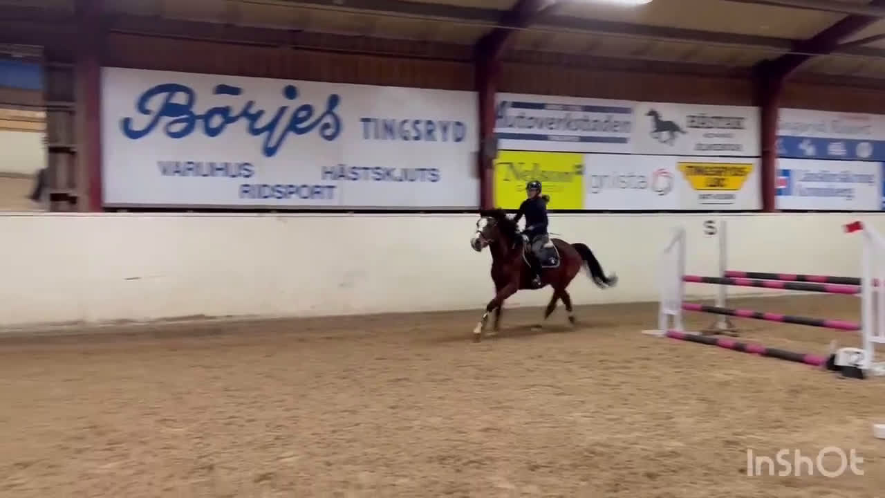 Allround hästar till salu: Wiwa - supermysigt sto - Video 1