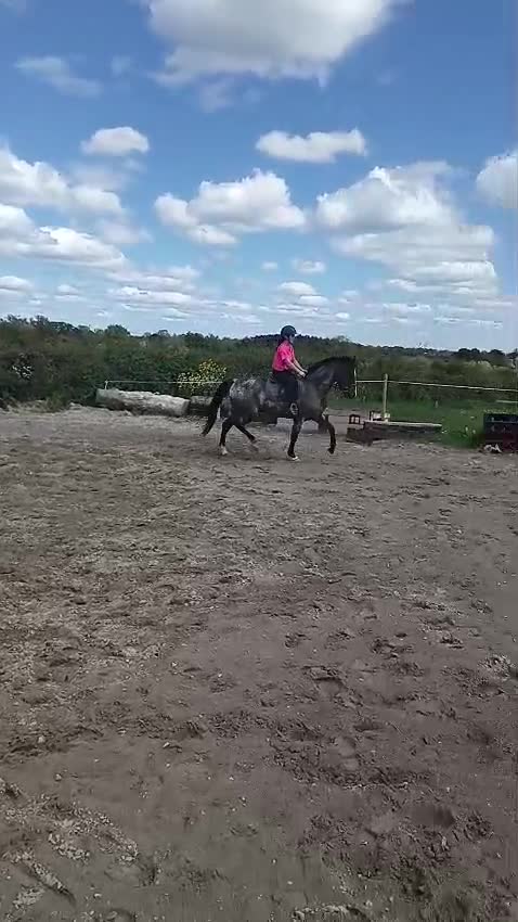 Hoppning hästar till salu: Ljuvlig 5åring 🌸 - Video 4