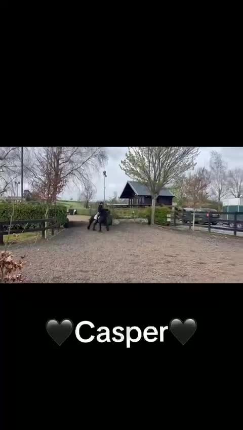 Allround hästar till salu: Otroligt vacker och trygg Fellponny! 🩵 - Video 1