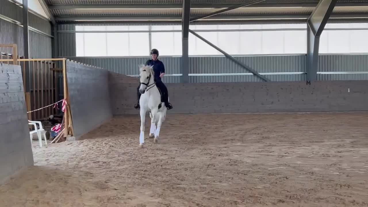 Dressyr hästar till salu: Uttrycksfull och mycket vacker lusitano - Video 4